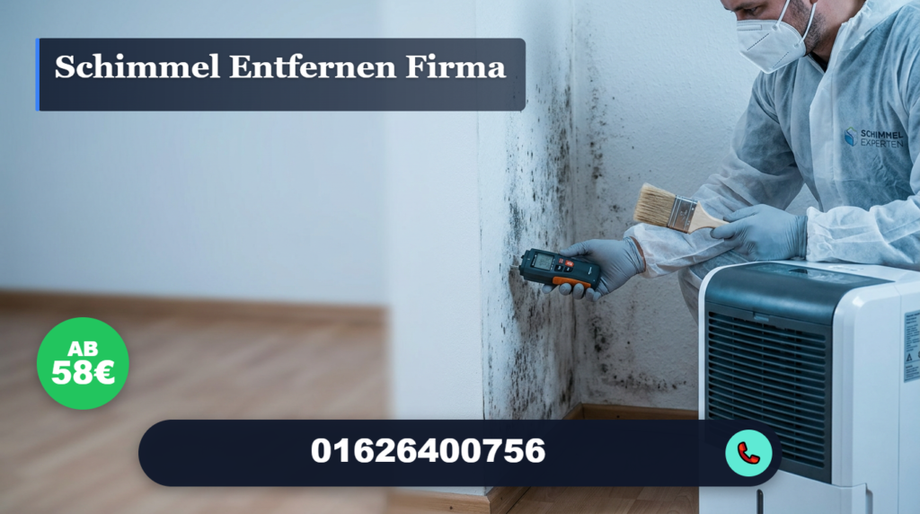 schimmel entfernen firma